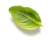 Busuioc
