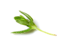 Cimbru