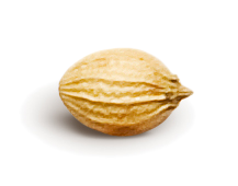 Coriandru