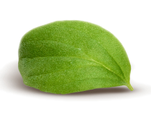 Marjoram