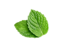 Mentă